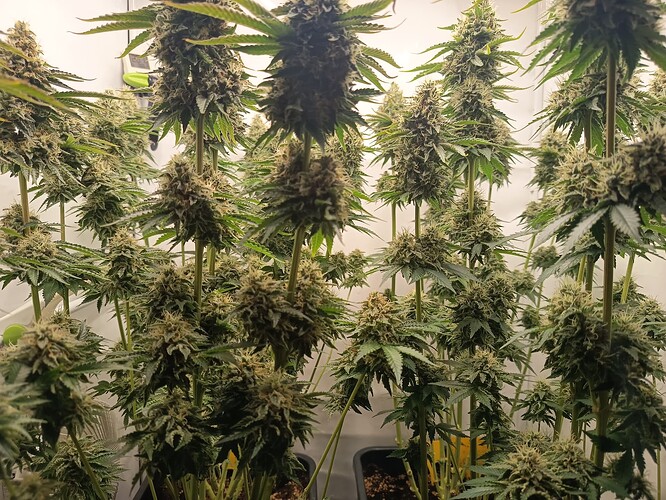 Growreport Bild 42