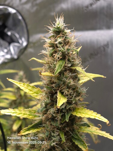 Growreport Bild 10