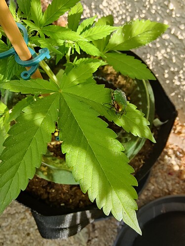 Growreport Bild 3