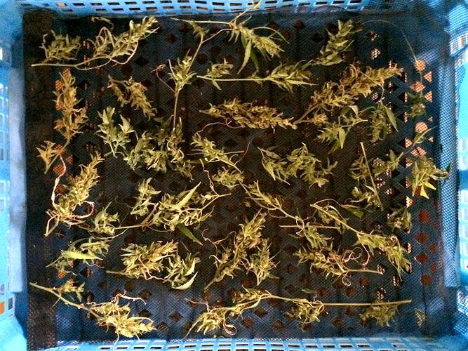 Grow26_0905_siberian