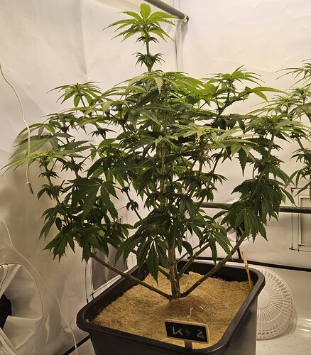 Kl.2.BT15.nach.Beschnitt.wegen.Septoria