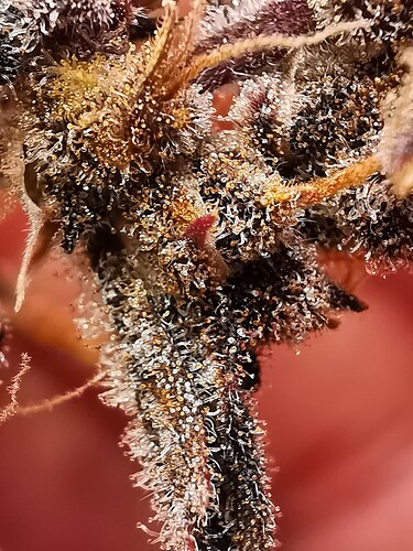 Growreport Bild 3