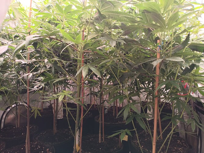Growreport Bild 4