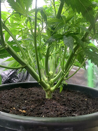 Growreport Bild 6