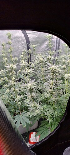 IMG_20250219_122003747_HDR