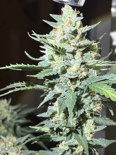 Growreport Bild 13
