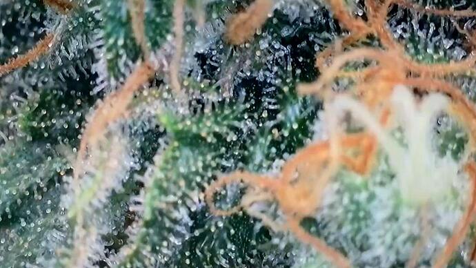 Growreport Bild 2