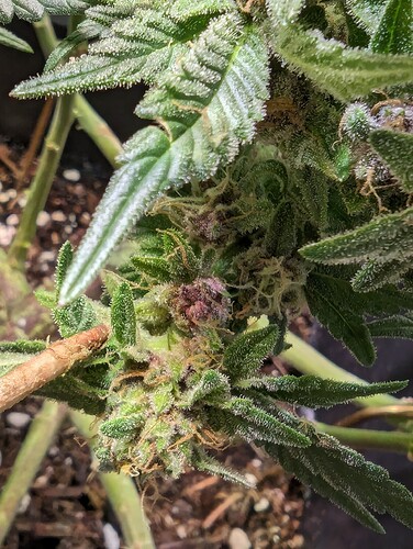 Growreport Bild 3