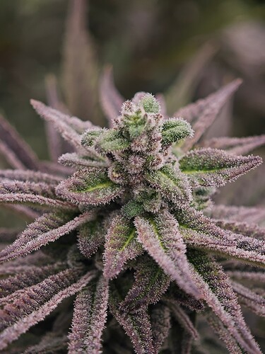 Growreport Bild 20