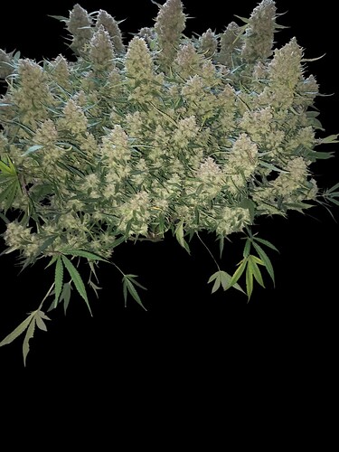 1000003565-Photoroom