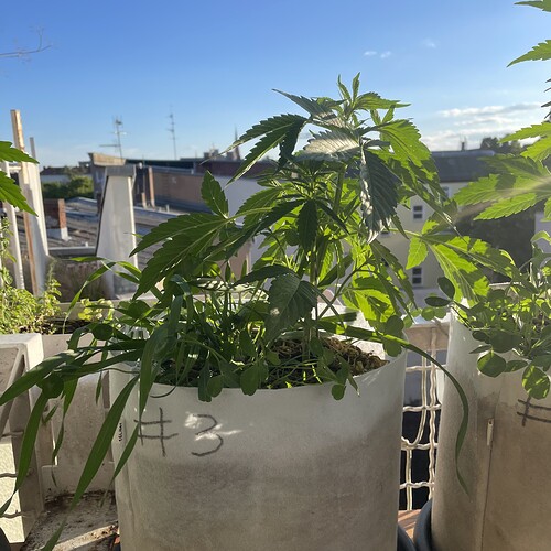 Growreport Bild 5