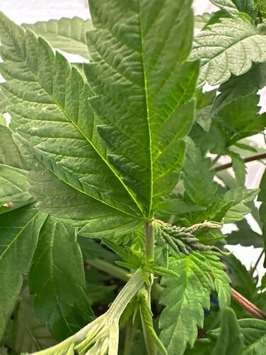 Growreport Bild 42