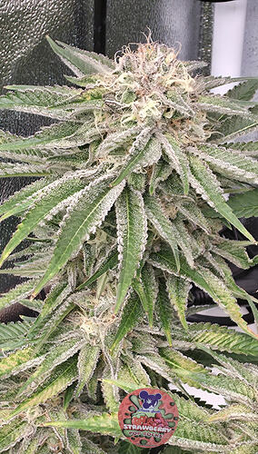 Growreport Bild 44
