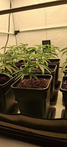 Growreport Bild 16