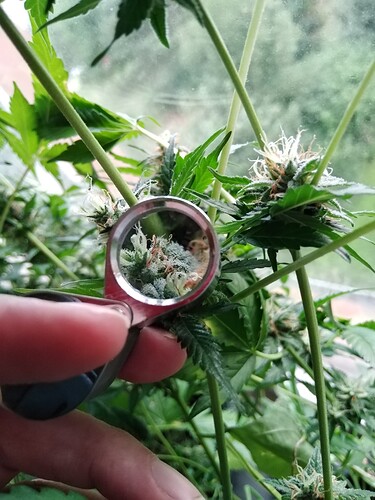 Growreport Bild 3