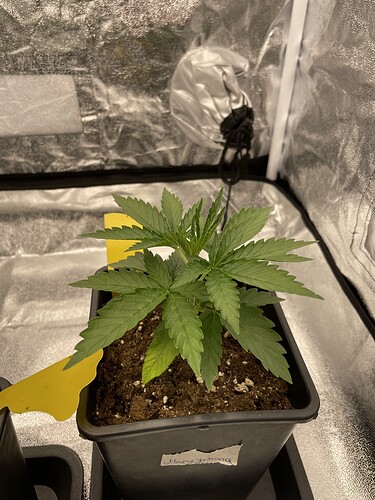 Growreport Bild 6