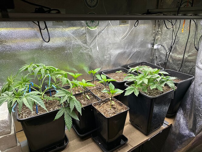 Growreport Bild 83