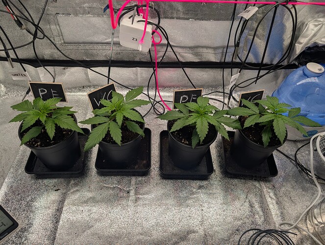 IMG_20250310_133431_659