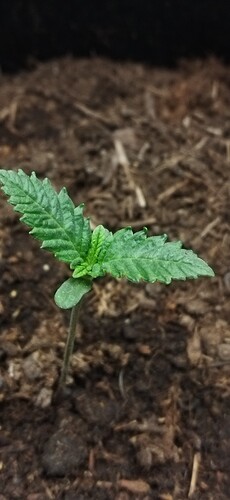 Growreport Bild 10