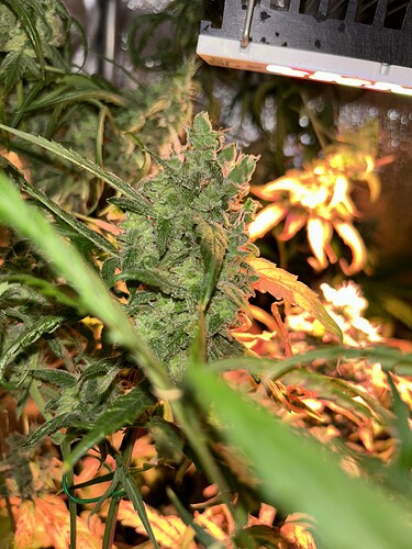 Growreport Bild 4