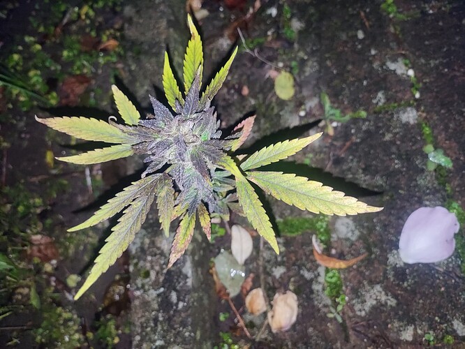 Growreport Bild 50