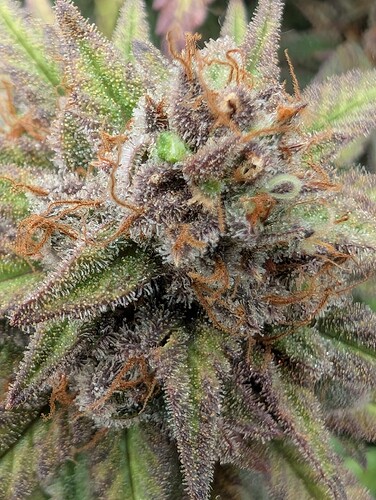 Growreport Bild 13