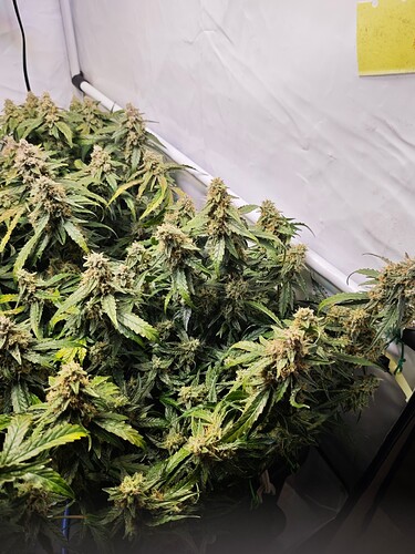 MVIMG_20251121_193539