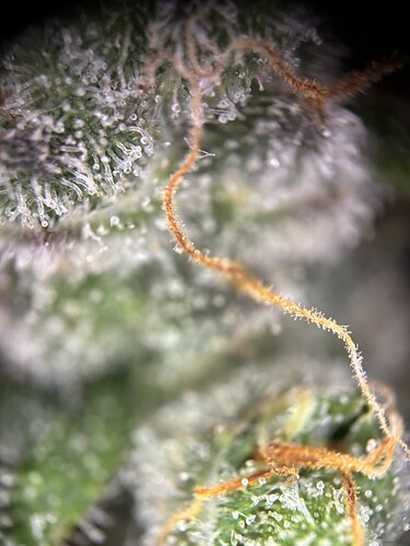 Growreport Bild 26
