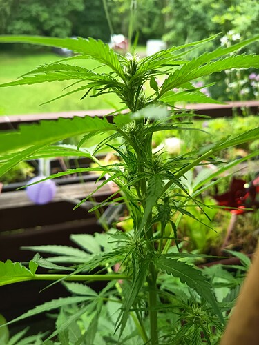 Growreport Bild 4