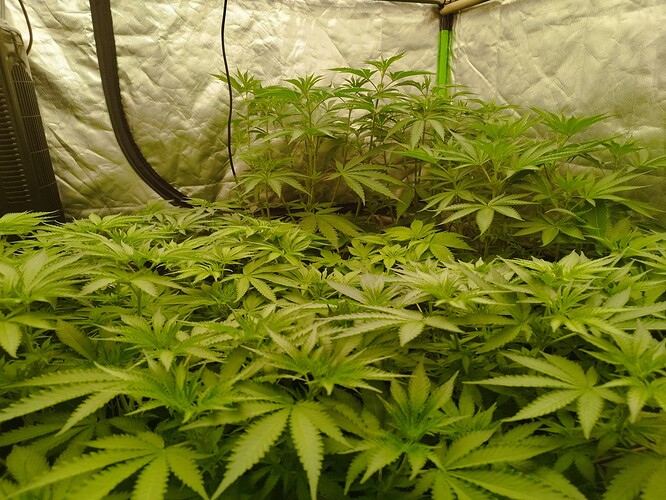 Viele junge Cannabispflanzen in einem Zelt, die sich dicht aneinanderreihen.