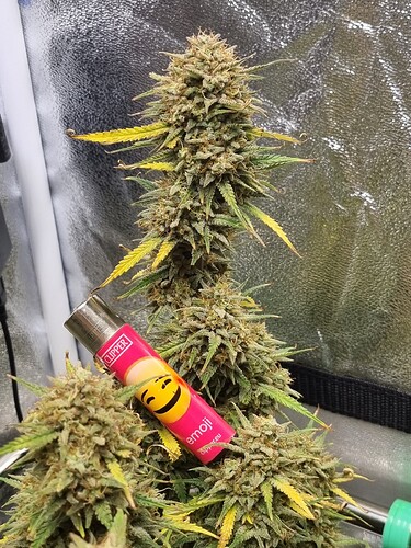Growreport Bild 16