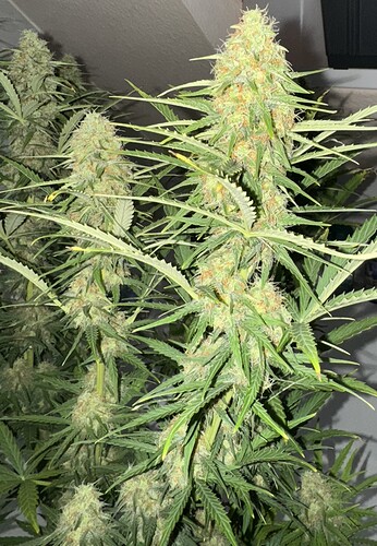 Growreport Bild 16