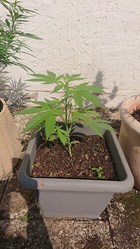 Growreport Bild 33