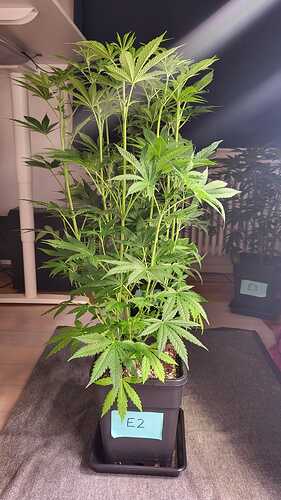 Growreport Bild 7