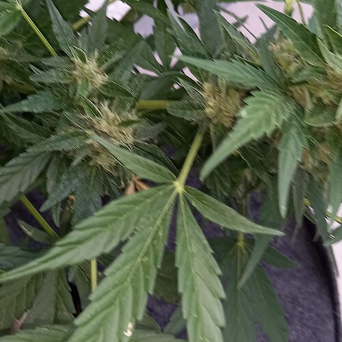 Growreport Bild 18