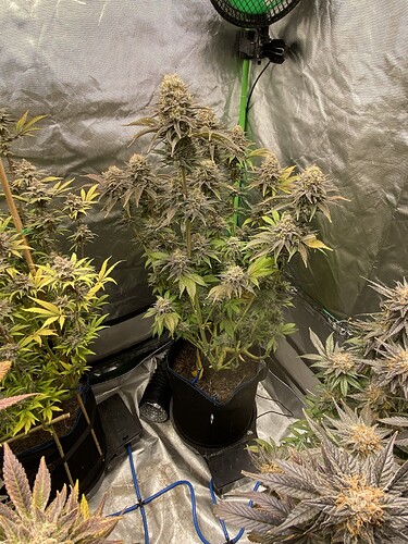 Growreport Bild 33