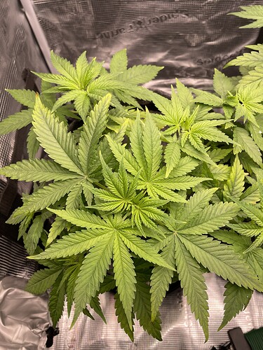 Mehrere junge Cannabispflanzen in Stofftöpfen, die sich in der Wachstumsphase befinden. Die Blätter sind breit und grün, mit Anzeichen von LST (Low Stress Training).