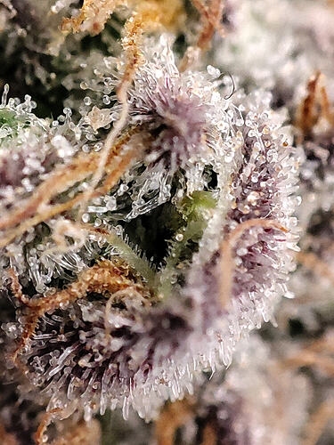 Growreport Bild 11