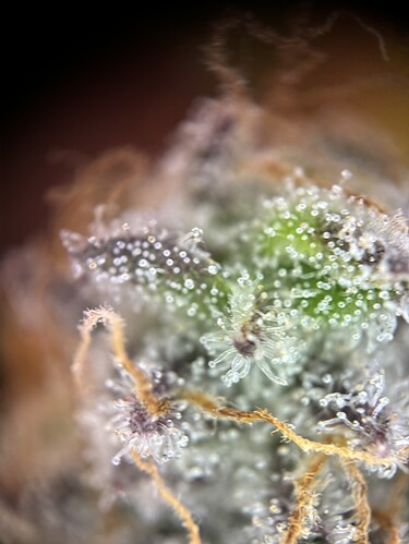 Growreport Bild 21