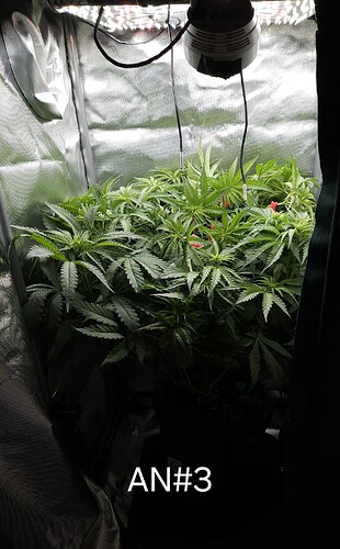 Growreport Bild 20