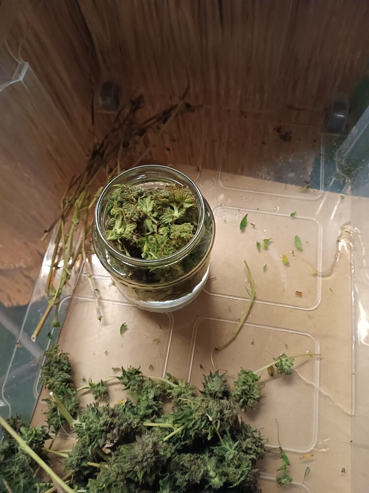 ! Grow ist beendet - Fazit anbei 1. Indoor grow mit rdwc