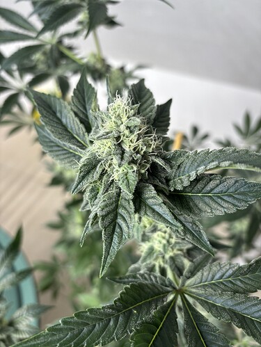 Growreport Bild 48