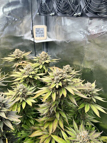 Nahaufnahme einer blühenden Cannabis-Pflanze kurz vor der Ernte in einem Grow-Zelt mit sichtbarem Thermometer.