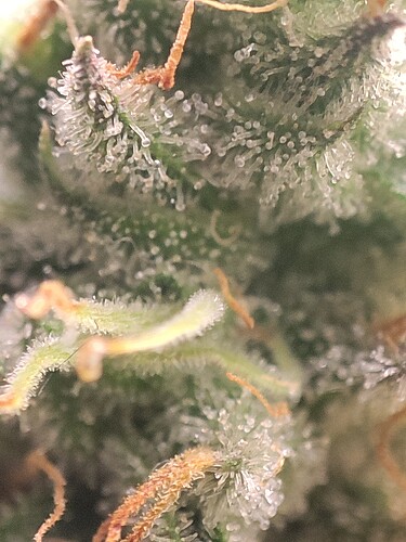 Growreport Bild 42