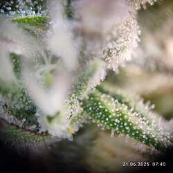 trichome 5