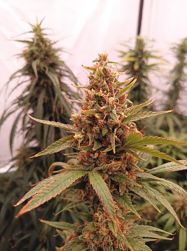 Growreport Bild 36