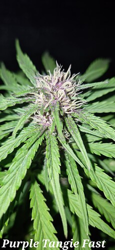 Growreport Bild 16