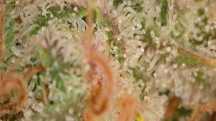 Growreport Bild 13