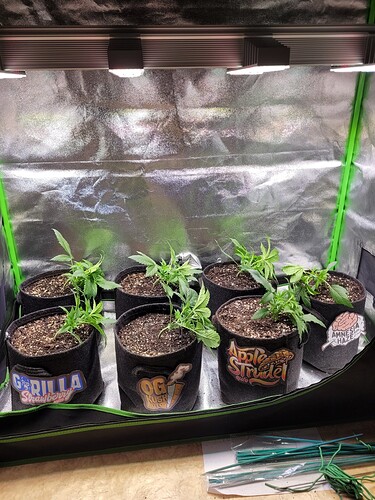 Growreport Bild 15