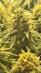 Growreport Bild 125